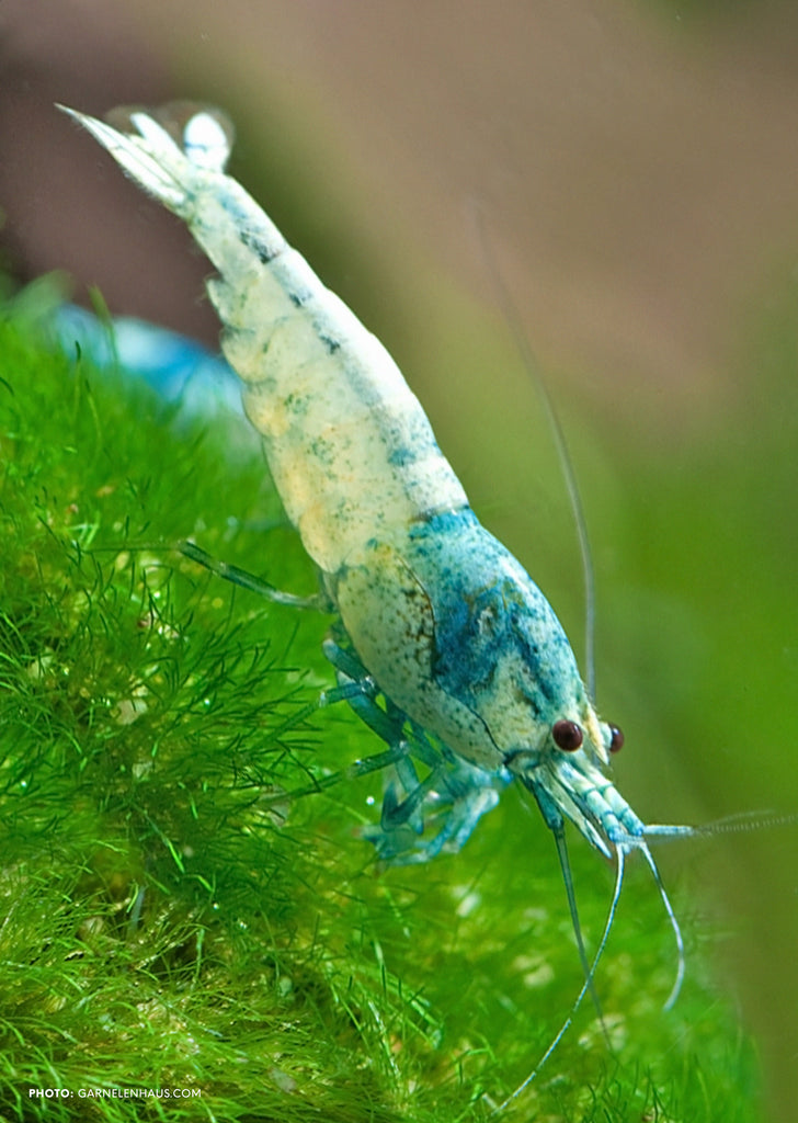 Blue Bolt Shrimp tropical fish from Heya Aquatics products online in Dubai and Abu Dhabi UAE