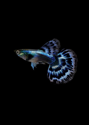 Blue Ivory Guppy