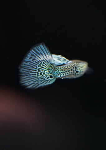 Blue Lace Guppy