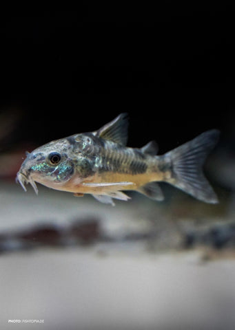 Corydoras Peppered