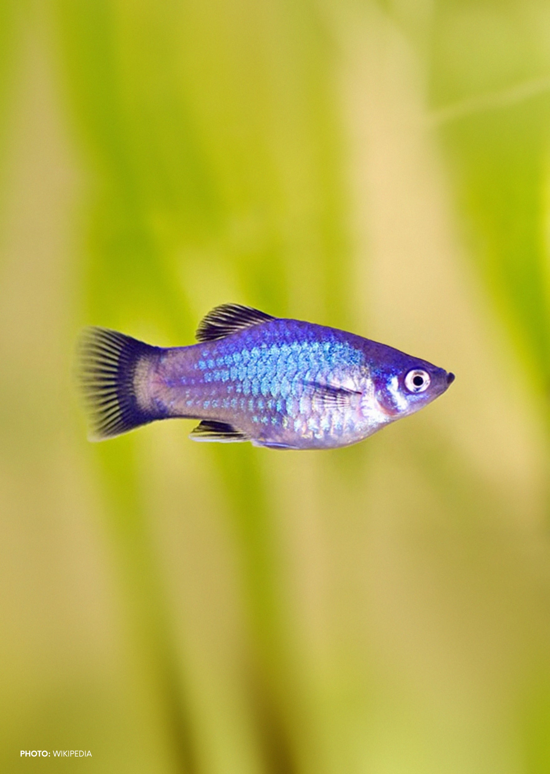 Blue sales tropical fish