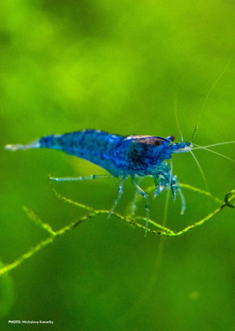 Dream Blue tropical fish from Heya Aquatics products online in Dubai and Abu Dhabi UAE