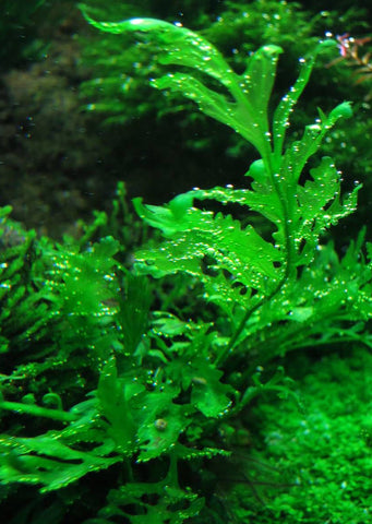 Bolbitis heudelotii plant from Tropica products online in Dubai and Abu Dhabi UAE