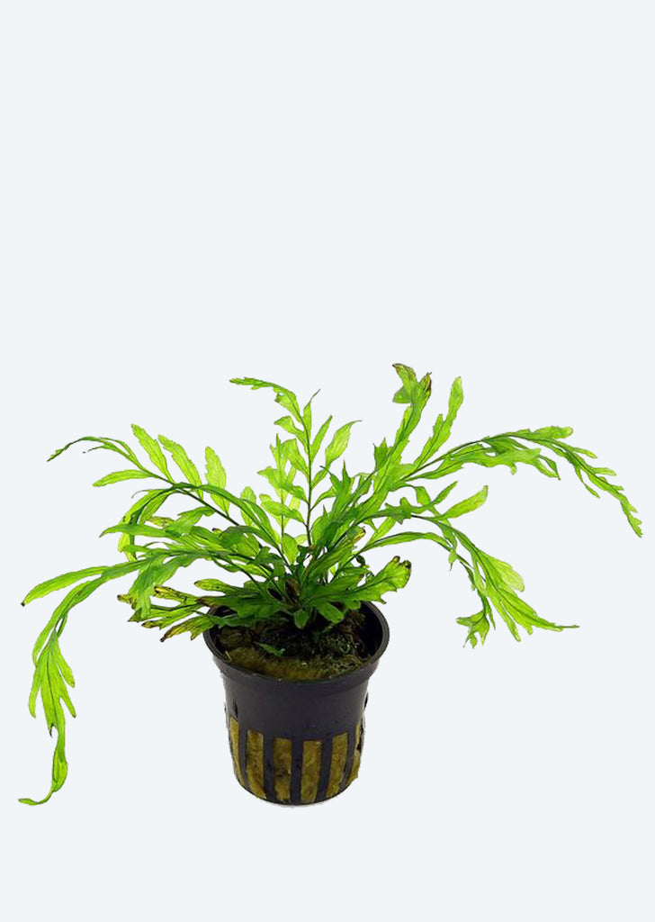 Bolbitis heudelotii plant from Tropica products online in Dubai and Abu Dhabi UAE