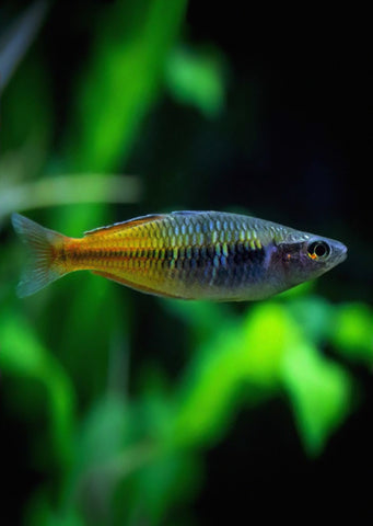 Boesemani Rainbow tropical fish from Discus.ae products online in Dubai and Abu Dhabi UAE