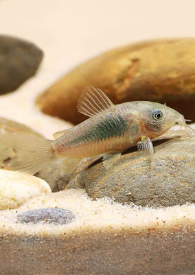 Corydoras Bronze