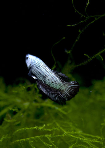 BETTA Black Copper Plakat tropical fish from Discus.ae products online in Dubai and Abu Dhabi UAE