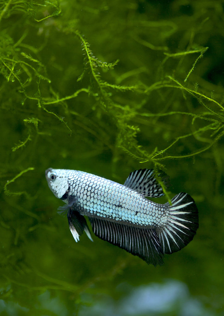 BETTA Black Copper Plakat tropical fish from Discus.ae products online in Dubai and Abu Dhabi UAE