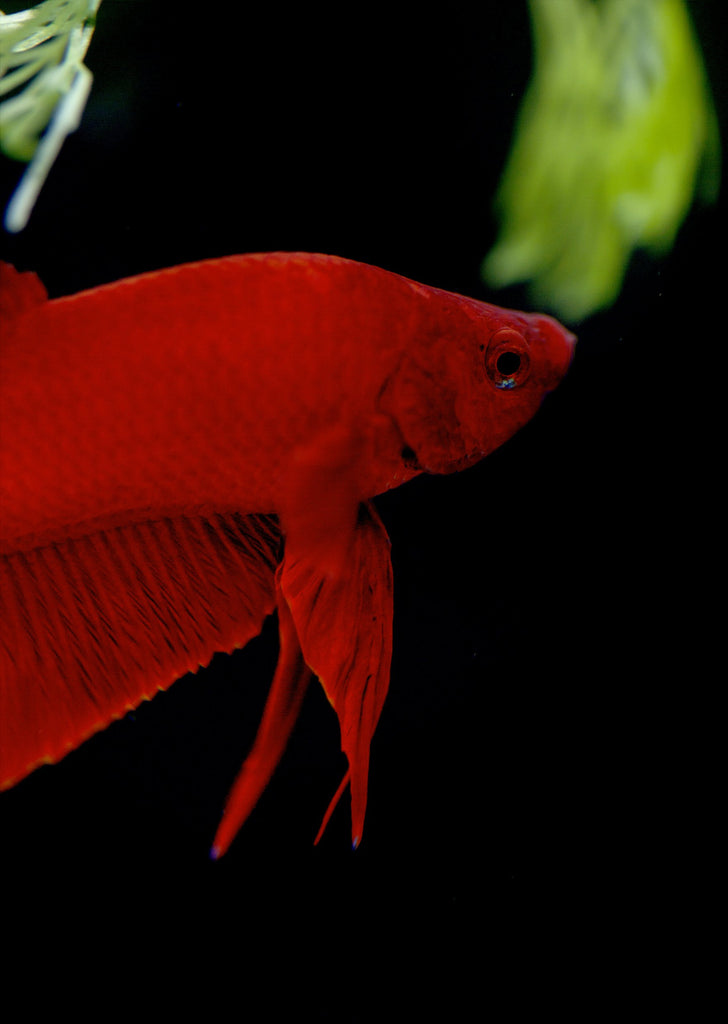 BETTA Red Plakat tropical fish from Discus.ae products online in Dubai and Abu Dhabi UAE
