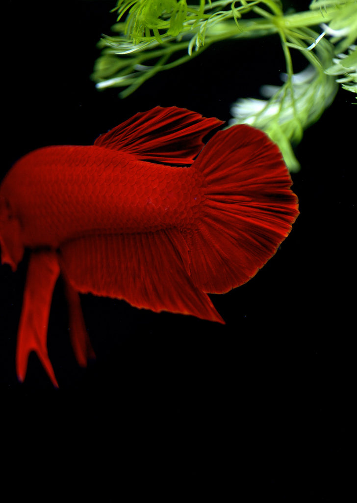 BETTA Red Plakat tropical fish from Discus.ae products online in Dubai and Abu Dhabi UAE