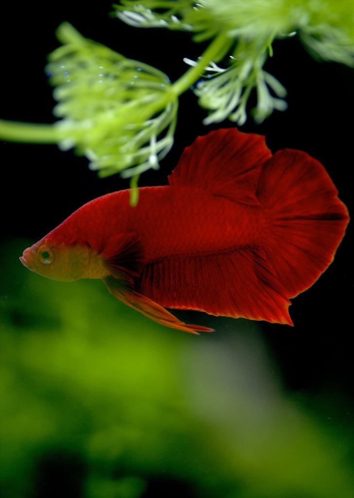 BETTA Red Plakat tropical fish from Discus.ae products online in Dubai and Abu Dhabi UAE