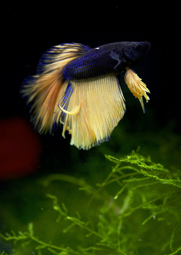 BETTA Mustard Halfmoon tropical fish from Discus.ae products online in Dubai and Abu Dhabi UAE