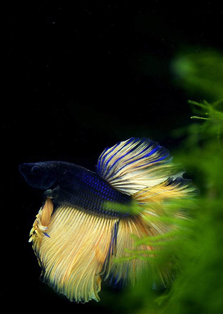 BETTA Mustard Halfmoon tropical fish from Discus.ae products online in Dubai and Abu Dhabi UAE