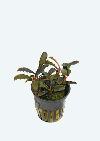 Bucephalandra 'Kedagang' plant from Tropica products online in Dubai and Abu Dhabi UAE