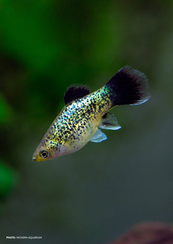 Calico Platy