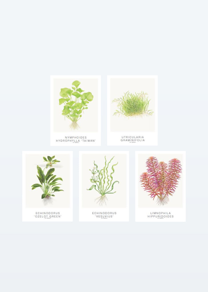 Tropica Art: Cards 13x18cm (set of 5) art from Tropica products online in Dubai and Abu Dhabi UAE