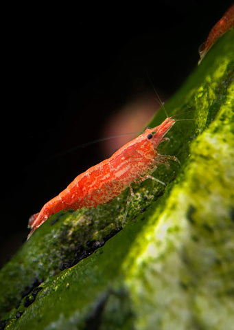 Cherry Shrimp