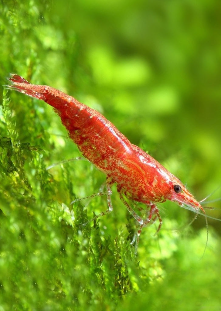 Cherry Shrimp