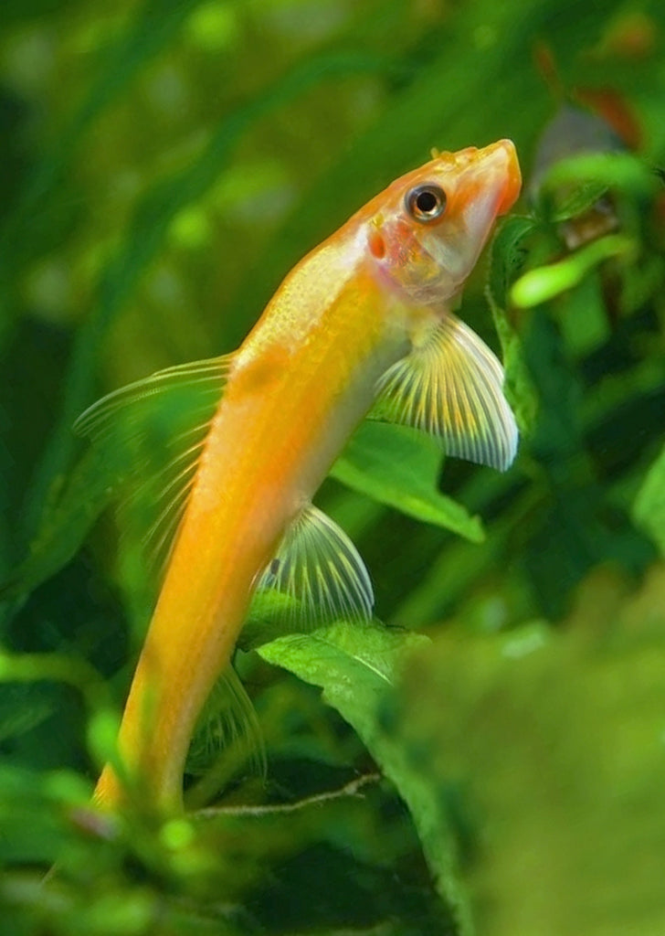 Golden Chinese Algae Eater tropical fish from Discus.ae products online in Dubai and Abu Dhabi UAE