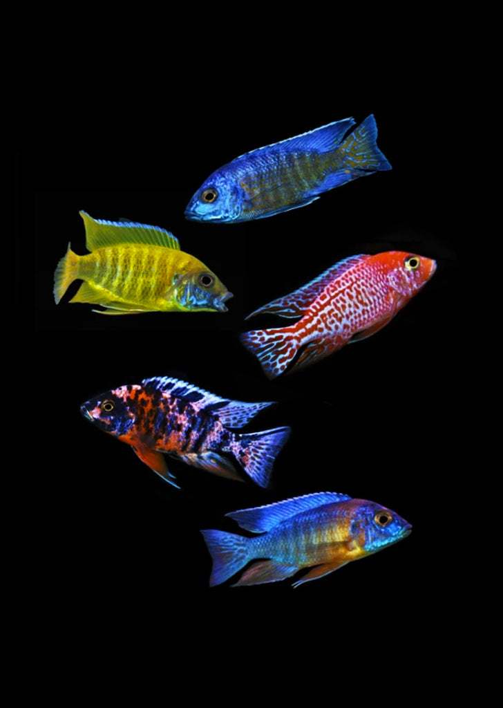 Assorted Cichlid Color Mix (+1)