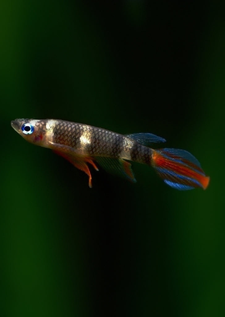 Clown Killifish tropical fish from Discus.ae products online in Dubai and Abu Dhabi UAE