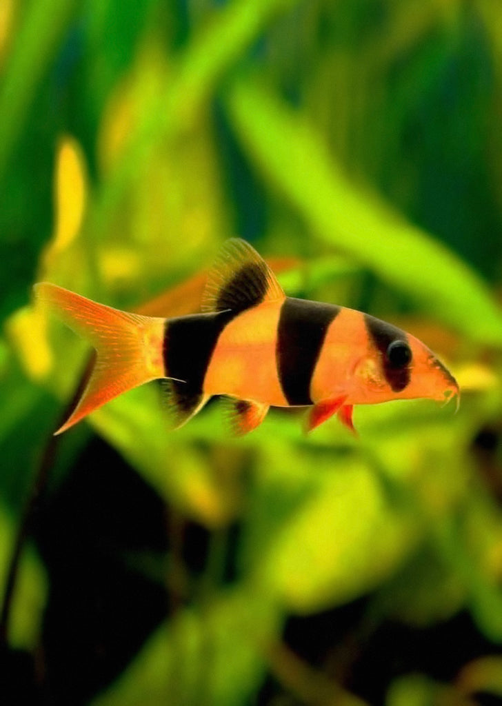 Clown Loach tropical fish from Discus.ae products online in Dubai and Abu Dhabi UAE