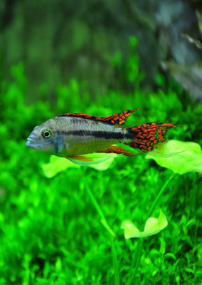 Cockatoo Dwarf tropical fish from Discus.ae products online in Dubai and Abu Dhabi UAE