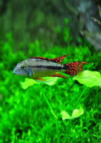 Cockatoo Dwarf tropical fish from Discus.ae products online in Dubai and Abu Dhabi UAE