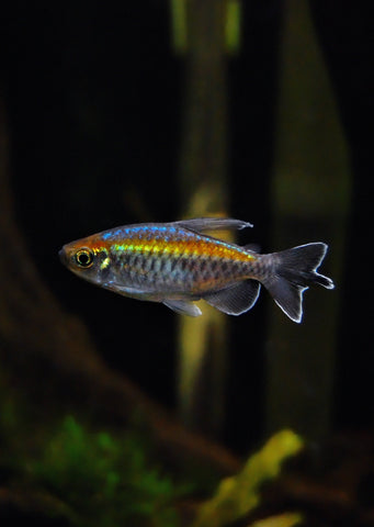 Congo Tetra tropical fish from Discus.ae products online in Dubai and Abu Dhabi UAE