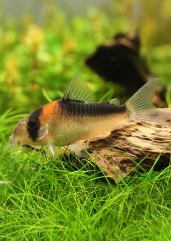 Corydoras Adolfoi tropical fish from Discus.ae products online in Dubai and Abu Dhabi UAE