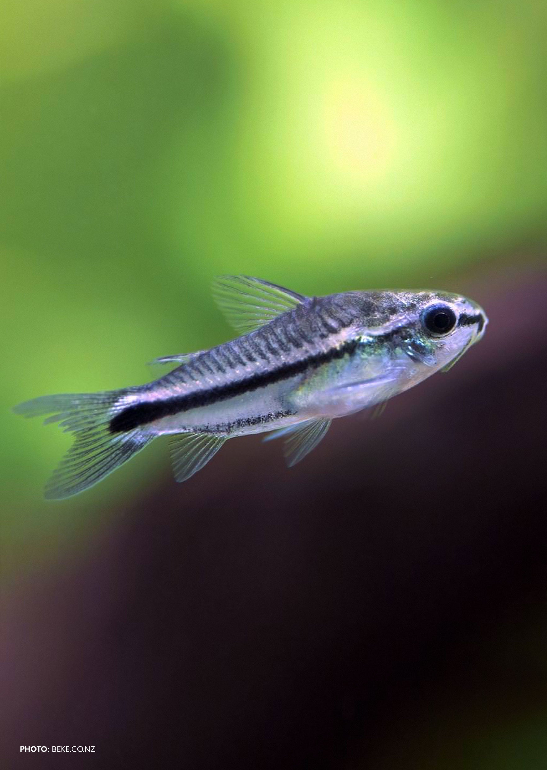 Pygmi Fish Corydoras Pygmy | Live Tropical Fish UAE | Discus.ae