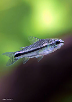Corydoras Pygmy tropical fish from Discus.ae products online in Dubai and Abu Dhabi UAE