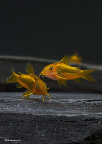 Corydoras Gold Laser CW010 tropical fish from Discus.ae products online in Dubai and Abu Dhabi UAE