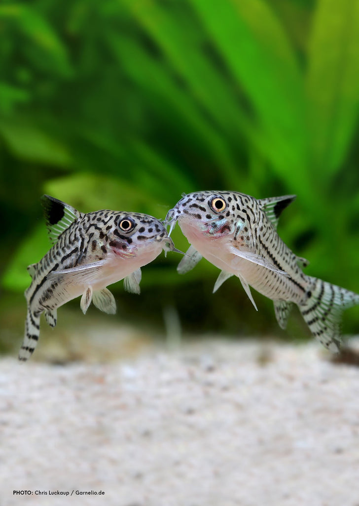 Corydoras Julii tropical fish from Discus.ae products online in Dubai and Abu Dhabi UAE