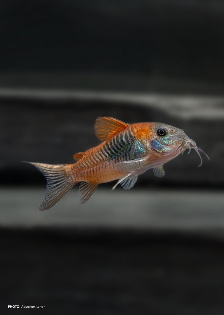 Corydoras Venezuela 'Orange'