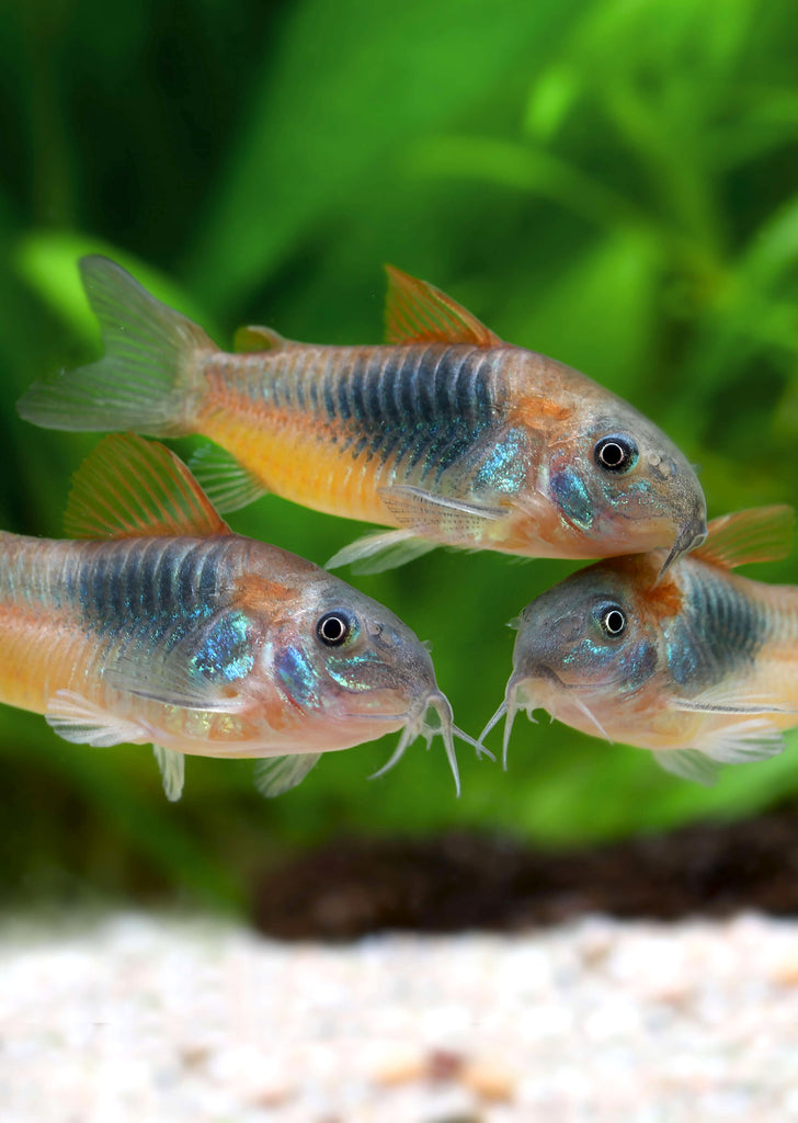 Corydoras Venezuela 'Orange'