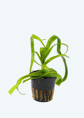 Crinum thaianum plant from Tropica products online in Dubai and Abu Dhabi UAE