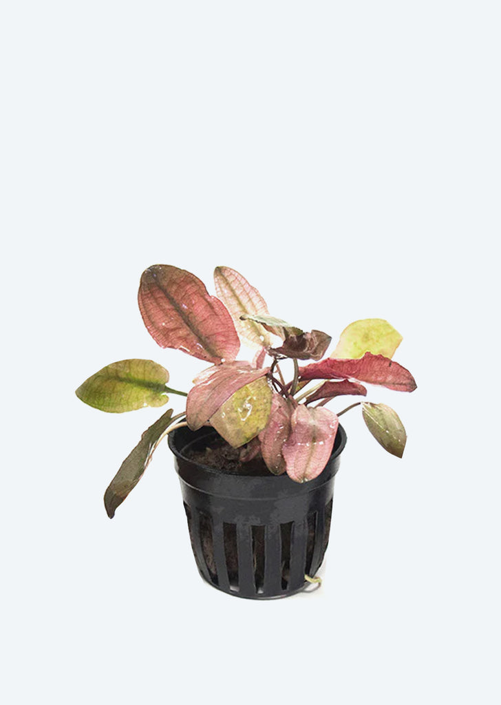 Cryptocoryne ‘Flamingo’