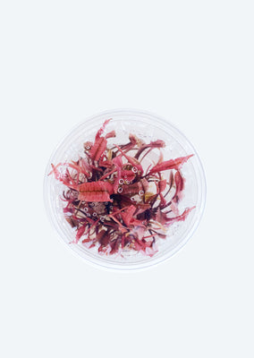 Cryptocoryne ‘Flamingo’ (In Vitro)