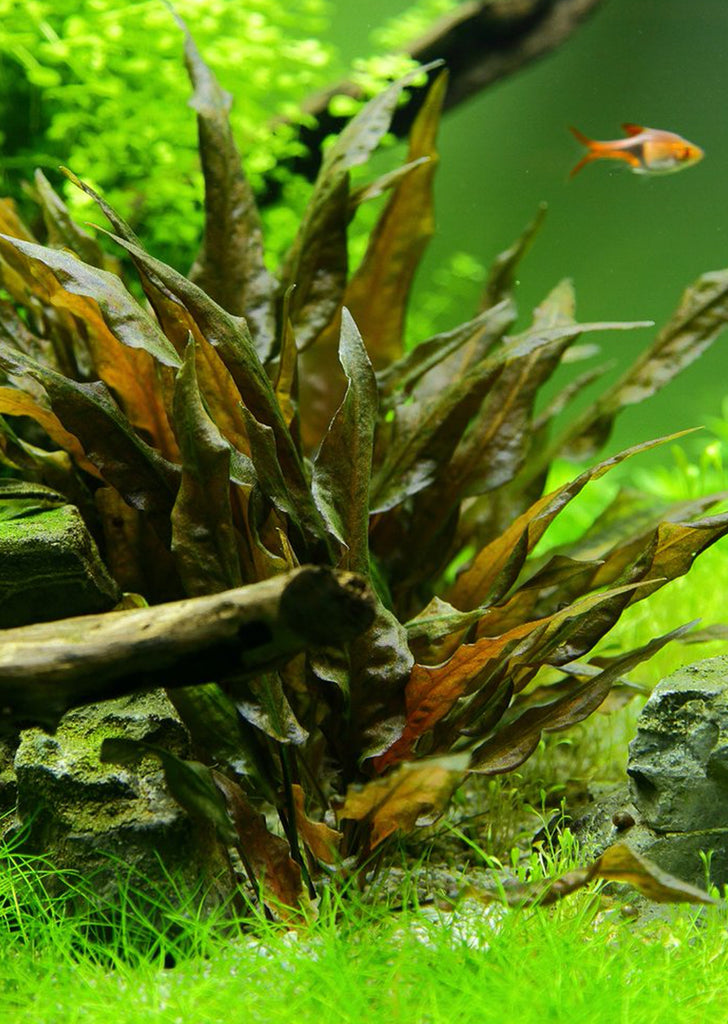 Cryptocoryne wendtii 'Tropica' plant from Tropica products online in Dubai and Abu Dhabi UAE