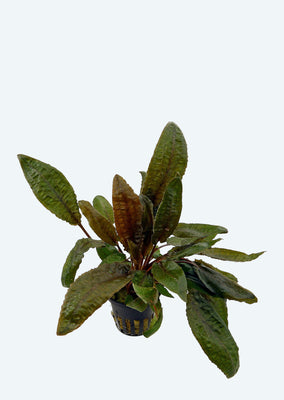 Cryptocoryne wendtii 'Tropica' plant from Tropica products online in Dubai and Abu Dhabi UAE