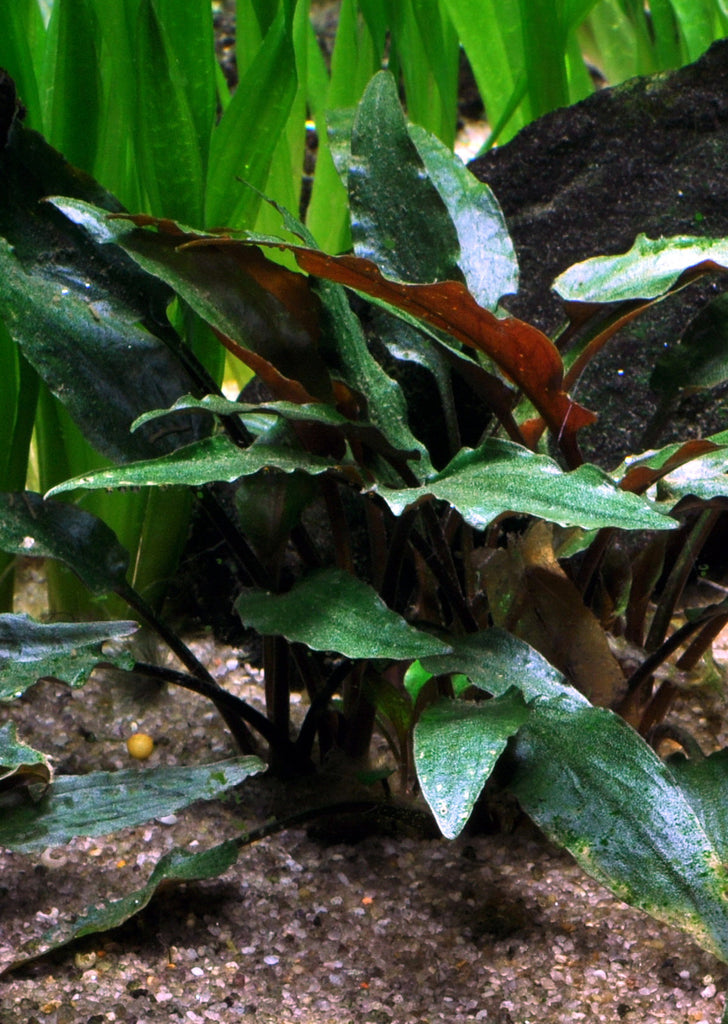 Cryptocoryne beckettii 'Petchii'