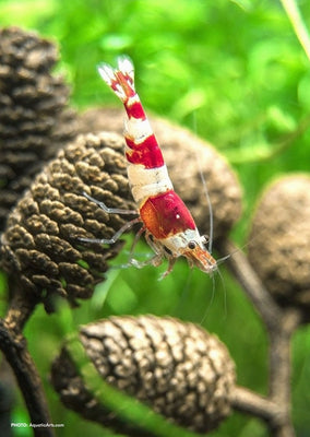 Crystal Red Shrimp tropical fish from Heya Aquatics products online in Dubai and Abu Dhabi UAE