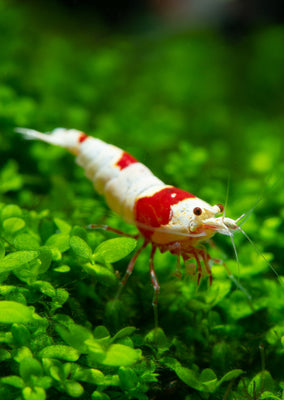 Crystal Red Shrimp - Pure Line tropical fish from Heya Aquatics products online in Dubai and Abu Dhabi UAE