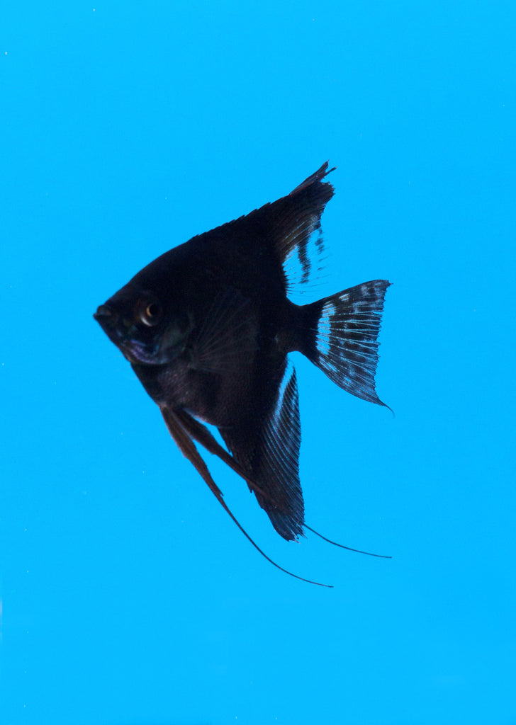 Åpex - Single Black Angelfish from Åpex products online in Dubai and Abu Dhabi UAE