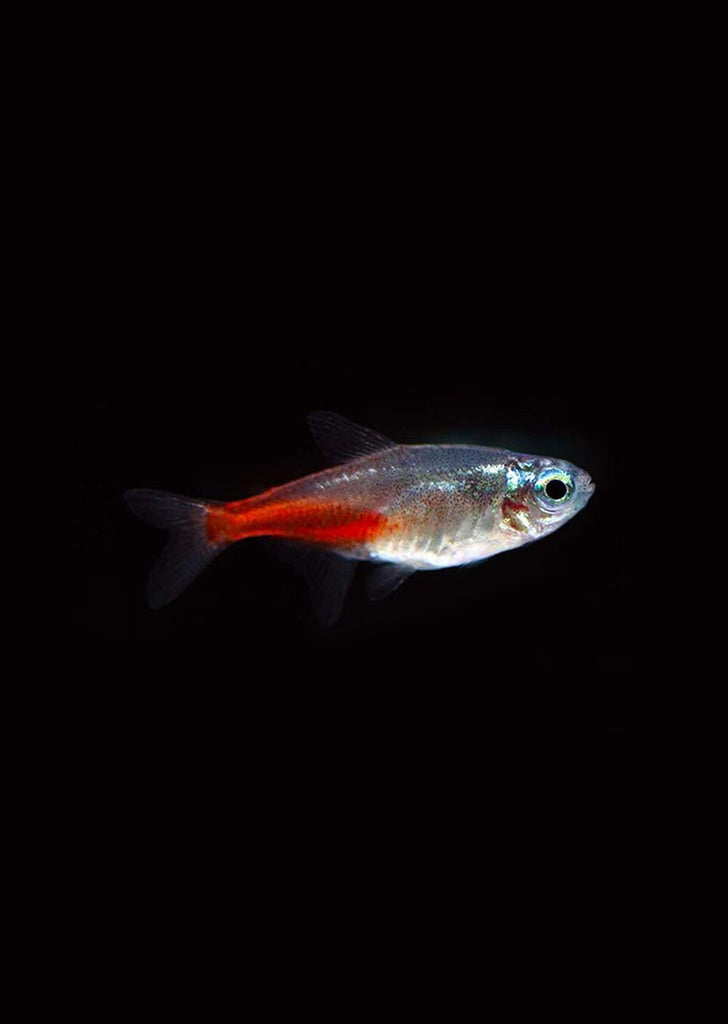 Brilliant Diamond Head Neon Tetra tropical fish from Discus.ae products online in Dubai and Abu Dhabi UAE
