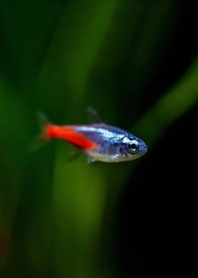 Brilliant Diamond Head Neon Tetra tropical fish from Discus.ae products online in Dubai and Abu Dhabi UAE