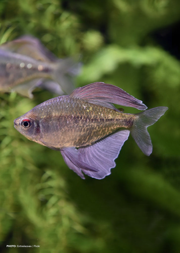Diamond Tetra tropical fish from Discus.ae products online in Dubai and Abu Dhabi UAE