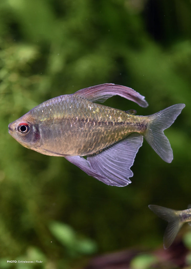 Diamond Tetra tropical fish from Discus.ae products online in Dubai and Abu Dhabi UAE