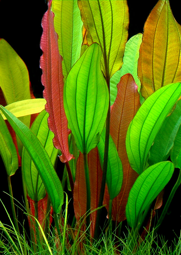 Echinodorus 'Red Diamond' plant from Tropica products online in Dubai and Abu Dhabi UAE